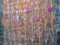 Autumn-Trees