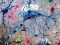 The-Complexity-of-The-Mind