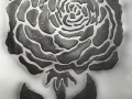 A-Rose-is-a-Rose