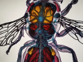 Anatomy of an Insect