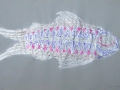 Color-Fish