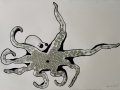 Polypus Vulgaris hi