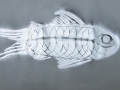 Silver-Fish
