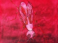 Mosquito