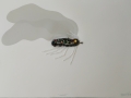 Insecto hi