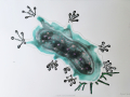 The Mighty Tardigrade hi